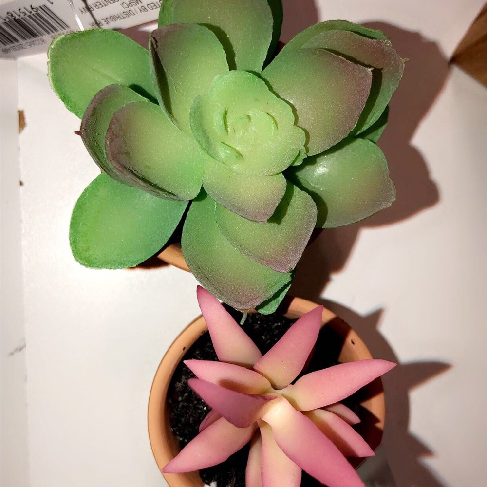 Mini plants |